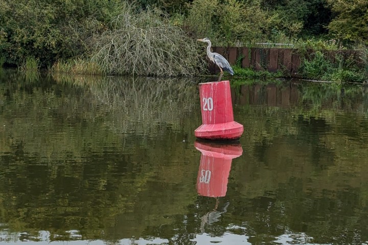 A heron perched on a red buoy marked '20' on a calm river.